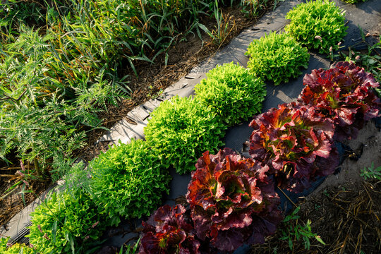 Rows of green and red lettuce growing on Michigan vegetable farm