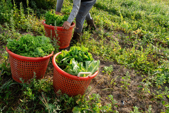 Worker carrying harvest baskets at Michigan vegetable farm