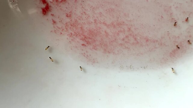 Group of tiny ants crawling and eating red food residue on white ceramic surface close up