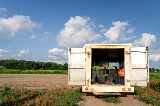 Fresh lettuce harvest loaded in open farm truck at Michigan vegetable farm