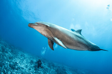 Naklejka premium Bottlenose dolphin swimming near the surface, French Polynesia.
