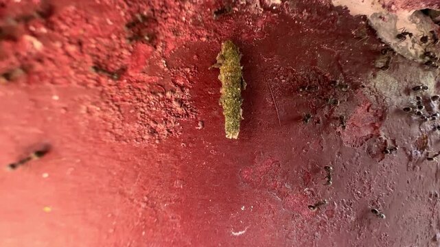 Group of black ants working together to hunt a green caterpillar on a textured red wall surface