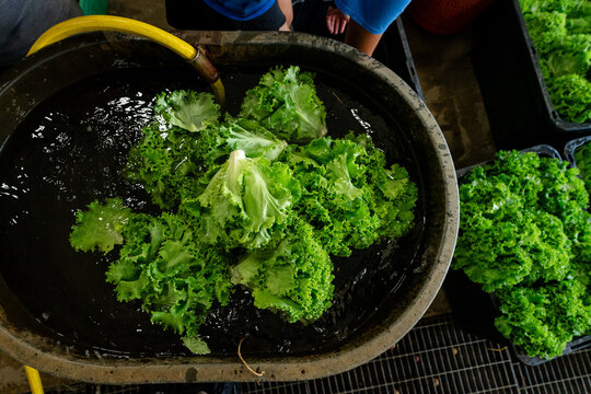 Fresh lettuce soaking after harvest on Michigan vegetable farm