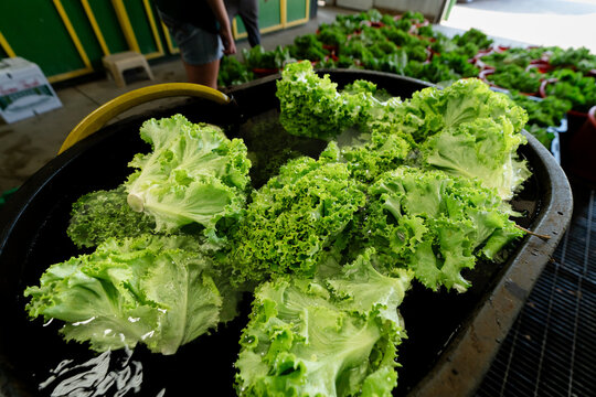Fresh leaf lettuce soaking in wash tank after harvest on Michigan vegetable farm
