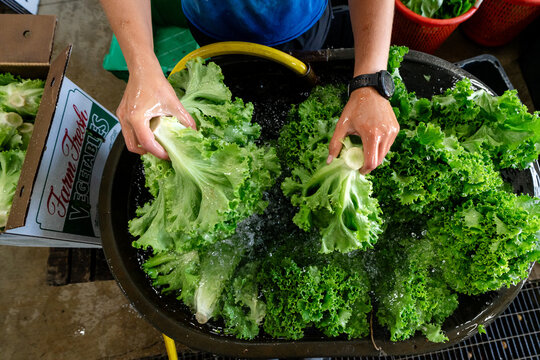Worker washing fresh leaf lettuce after harvest on Michigan vegetable farm