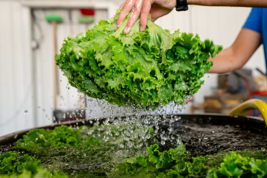 Worker lifting freshly washed lettuce after harvest on Michigan vegetable farm