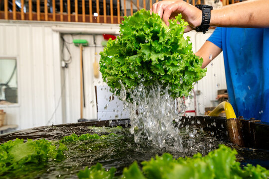 Worker lifting freshly washed lettuce after harvest on Michigan vegetable farm