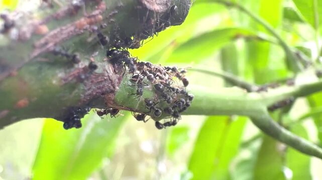 Macro Shot of a Colony of Black Ants Swarming and Crawling on a Green Plant Branch in Nature