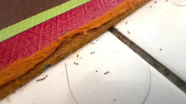 Close up view of colony of small ants crawling on white floor tiles near a doormat in house interior