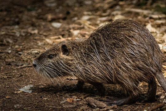 Coypu Nutria in Profile with Whiskers Detail