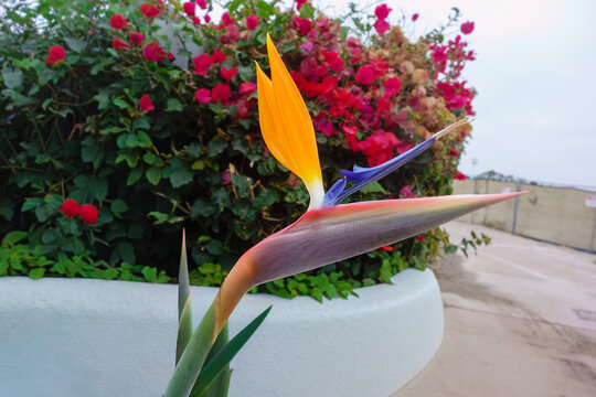 Bird of paradise flower showcases bright orange and blue petals standing tall in at roadside in urban garden planter, San Diego, CA