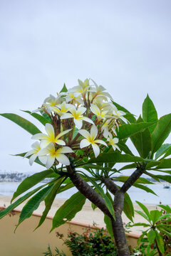Apocynaceae Plumeria Alba white frangipani blossoms with bright yellow centers grows on a leafy tropical branch near the Mission bay shore, San Diego, CA
