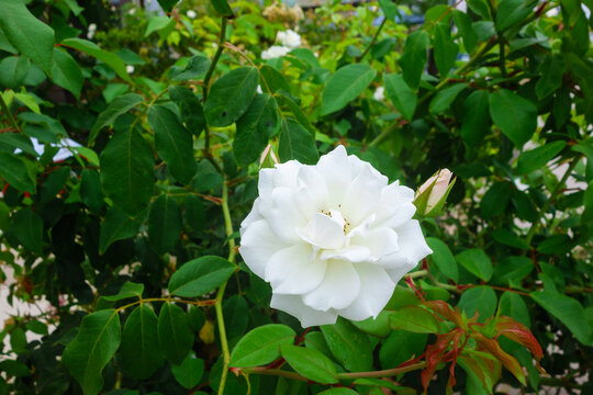 A fully open white Rosa Iceberg flower blooms alongside a pinkish bud on a lush green shrub, San Diego, CA