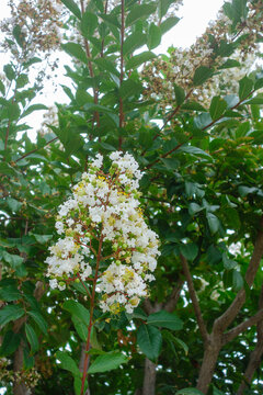 A cluster of white crepe myrtle blossoms with yellow centers grows on a leafy branch in the garden, San Diego, CA