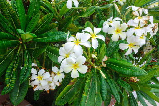 A vibrant cluster of white frangipani blossoms with bright yellow centers grows among thick dark green tropical leaves, San Diego, CA