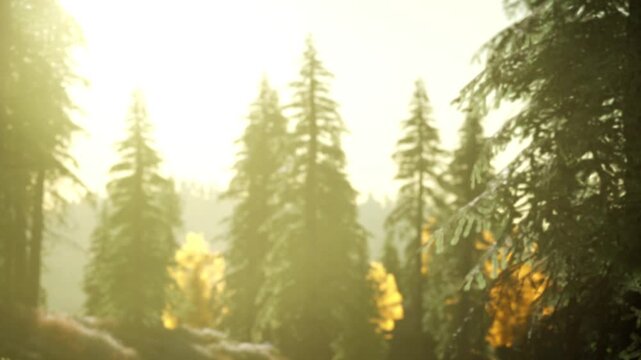 Tall trees stand under bright sunlight in the forest. The scene shows a mix of green and yellow leaves. Light filters through the tree branches creating a warm atmosphere.