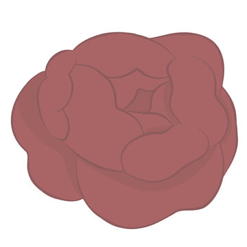Peony