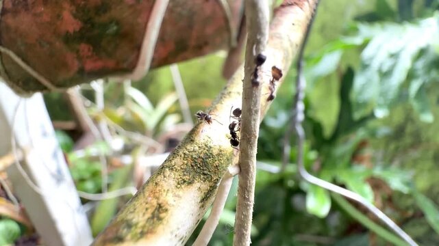 Group of black ants crawling on a wooden branch in a sunny tropical garden with a blurred green background