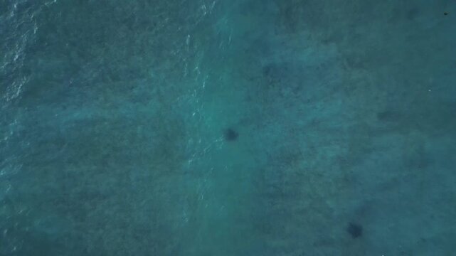 large sea turtles in ocean, waves hitting tropical sandy beach. Magic aerial view drone