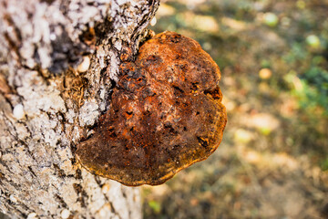 A mushroom growing on a tree. Bracket fungus growing on a tree. Polypore growing on a tree. Fungus on a tree trunk © Luka