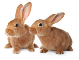 Fototapeta premium Two cute fluffy bunnies on white background