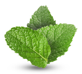 Green mint leaves on white background. Aromatic herb © New Africa