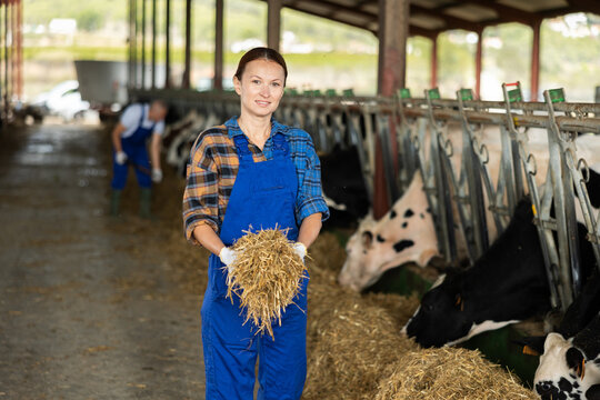 Positive woman takes armful of straw from pile with hands and gives it to cows. She feeds adult animals in cowshed.