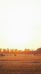 Golden hour sunset over a harvested field with round hay bales scattered across © shine.graphics