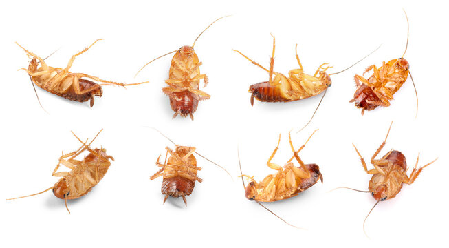 Many cockroaches isolated on white. Pest insect