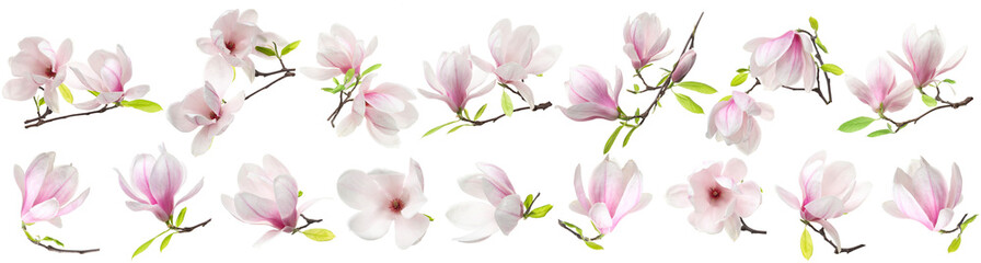 Obraz premium Delicate magnolia flowers isolated on white, set