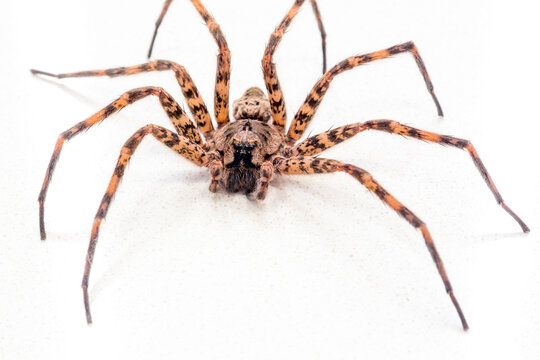 Close up view of a large Fishing Spider