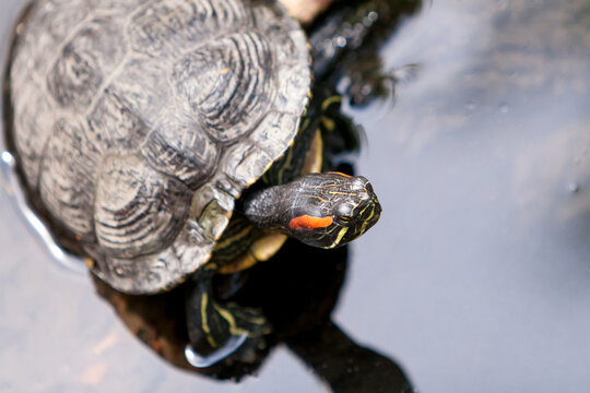 A Red-eared Slider turtle at the edge of a pond