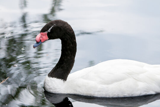 A Black-necked Swan swimming in a pond