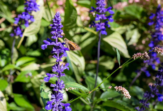 A Grass Skipper butterfly perched on Mealy Blue Sage blooms
