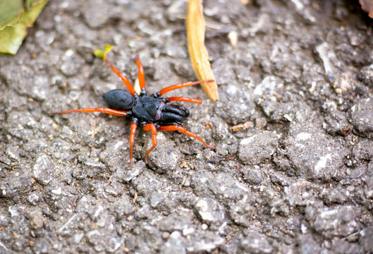 A male Red-legged Purseweb Spider (Sphodros rufipes)