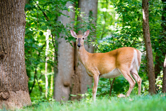 A female White-tailed Deer standing alert in the forest