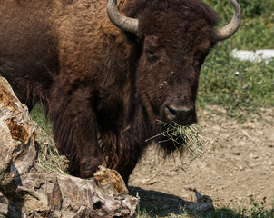 A bull bison chewing hay.  © Viktoriya