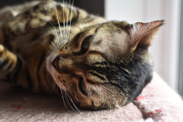 cute bengal cat out relaxing at home  © MW Photography 
