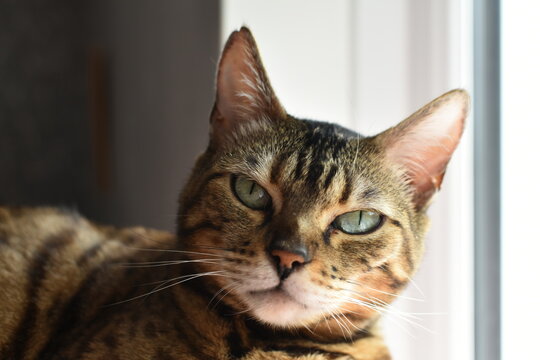 cute bengal cat out relaxing at home 