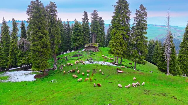 Green alpine meadow with grazing sheep, conifer forest, rustic shelter, and distant mountain slopes in Xinjiang, China, offering a pastoral tourism and nature background.