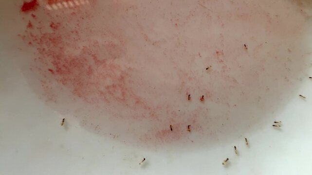 Macro shot of small house ants swarming and feeding on a spill of sweet red liquid on white surface