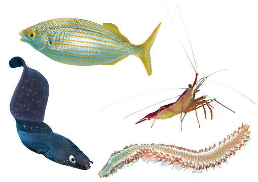Canary Islands Marine Life Collection Isolated on Transparent Background &ndash; Reef Fish, Eel and Marine Invertebrates