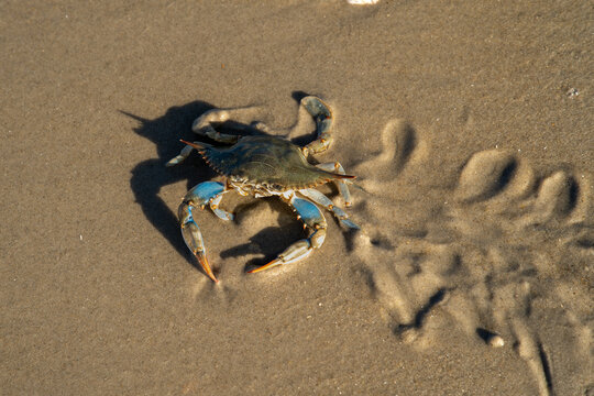 Crab scurrying away 