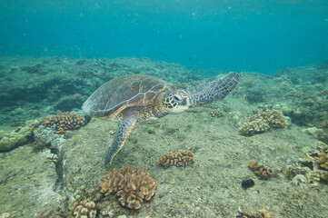 Green sea turtle swimming underwater near Hawaii © willtu