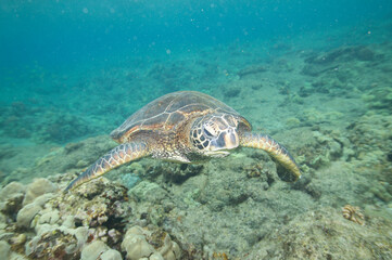 Green sea turtle swimming underwater near Hawaii © willtu