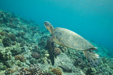 Green sea turtle swimming underwater near Hawaii © willtu