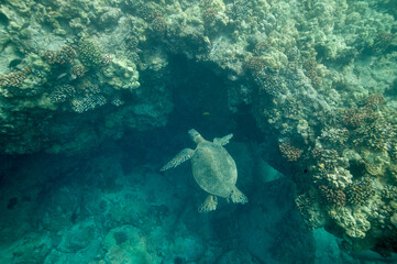 Green sea turtle swimming underwater near Hawaii © willtu