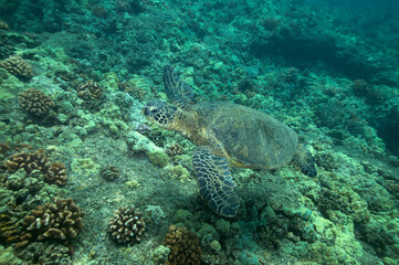 Green sea turtle swimming underwater near Hawaii © willtu