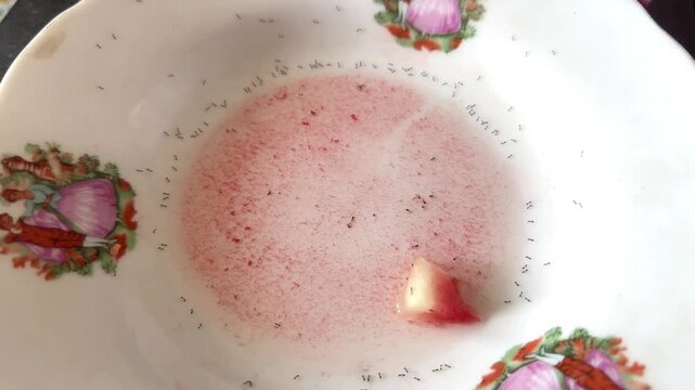 Tiny ants swarming and crawling inside a ceramic bowl with sweet pink syrup and fruit residue