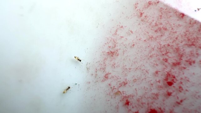 Macro Shot of Small Household Ants Crawling on White Surface Near Red Food Residue and Spilled Sugar